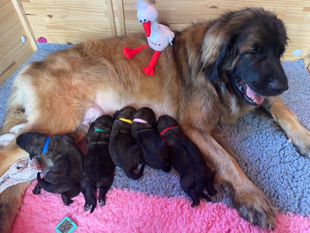 chiot Leonberger du Sentier de la Bohème